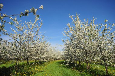 Flowering fruit trees in the orchard clipart