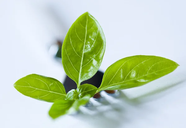 stock image Fresh basil leaves on the fork