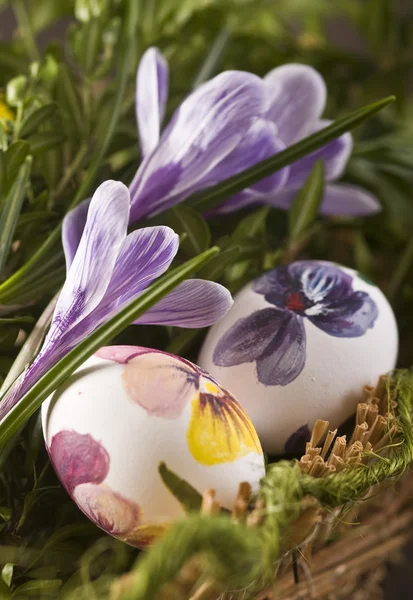 Œufs peints et crocus à Pâques — Photo