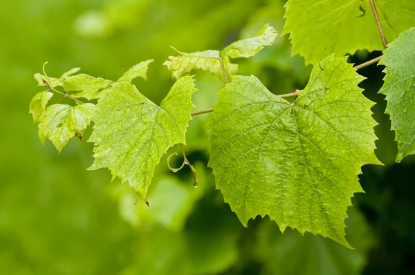 stock image Grapevine