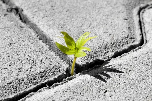 Small green plant — Stock Photo, Image