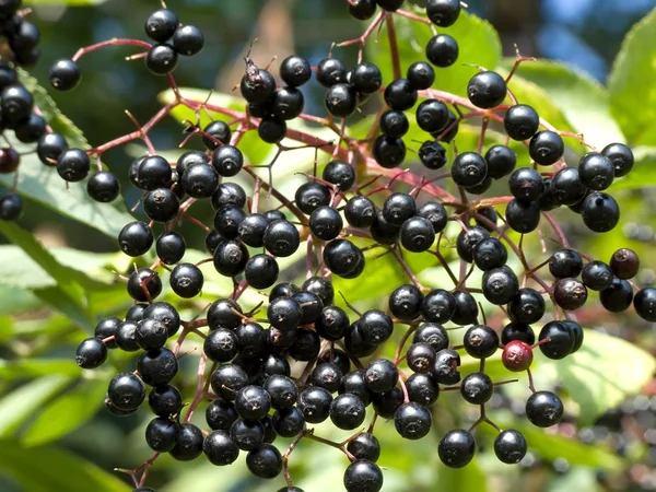 stock image Detail of elderberry