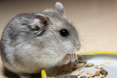 küçük hamster