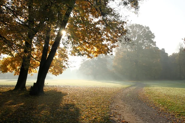 Stock image Morning golf course