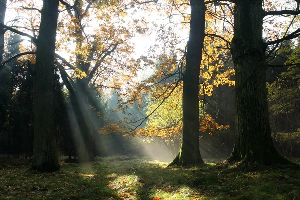 stock image Morning in forest