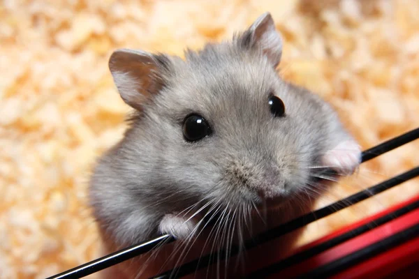 stock image Small hamster