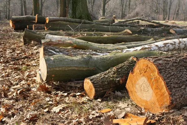stock image Cut trees