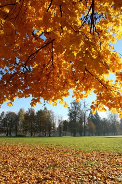 sonbahar doğanaturaleza otoño