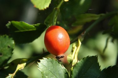 briar Close-Up