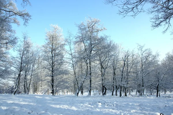 Φύση χειμώνα — Φωτογραφία Αρχείου