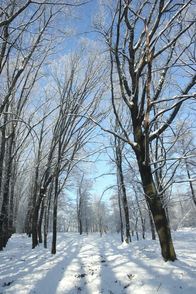 Zimowej przyrody — Zdjęcie stockowe