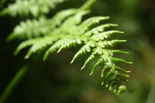 Växter i gröna våren skog — Stockfoto