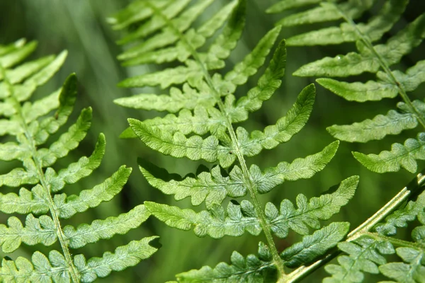 Növények zöld tavaszi erdő — Stock Fotó