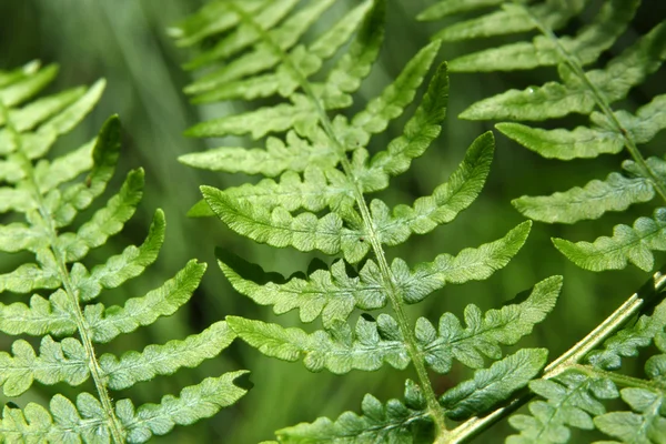 Plantes dans la forêt verte de printemps — Photo