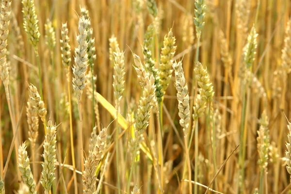 Detalhe do campo de milho — Fotografia de Stock