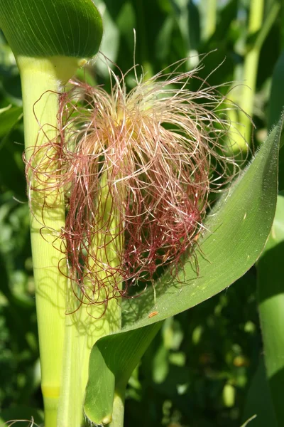 Detalle de maíz — Foto de Stock