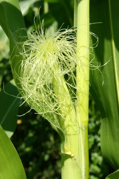 Detail of corn — Stock Photo, Image