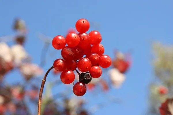 stock image Red berry