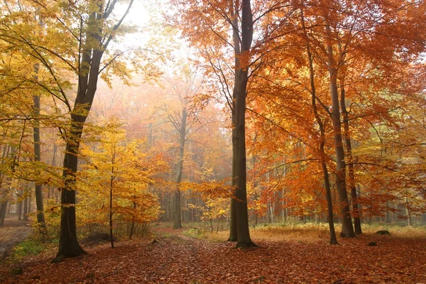 stock image Autumn forest