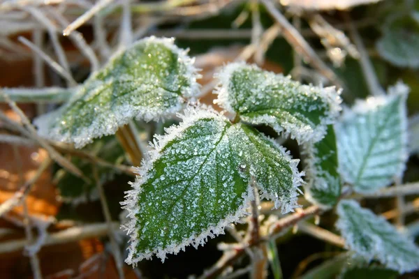 stock image Frozen green plant