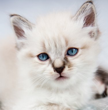 Portrait of a kitten clipart