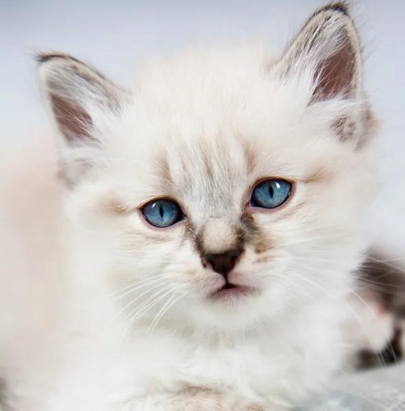 Портрет котенка — стоковое фото