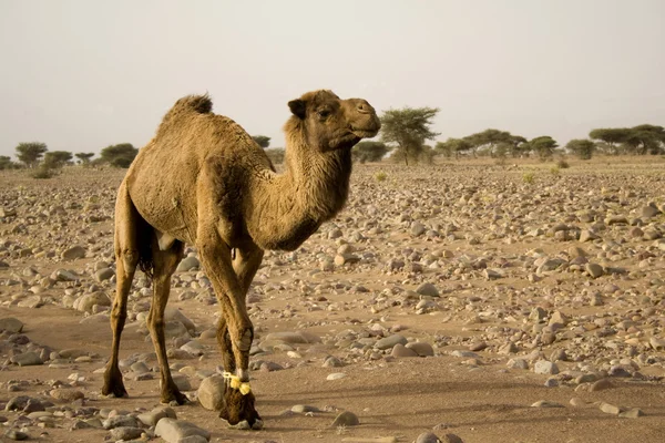 Καφέ καμήλα — Φωτογραφία Αρχείου