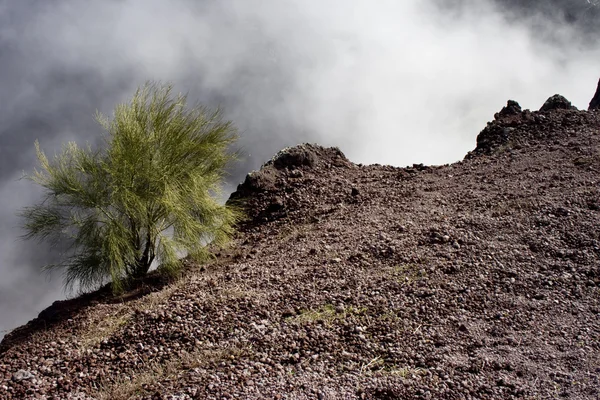 Één struik op de berg vesuvius — Stockfoto
