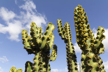 Low angle view on a part of cactus clipart