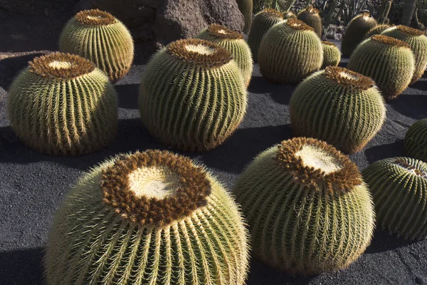 Zbliżenie na koło kształt kaktusy echinocactus — Zdjęcie stockowe