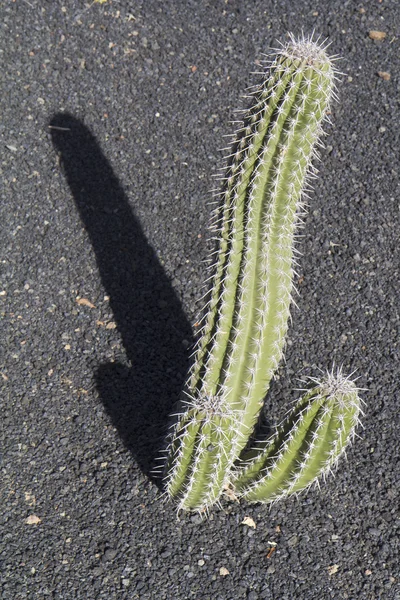 Cactus único — Foto de Stock