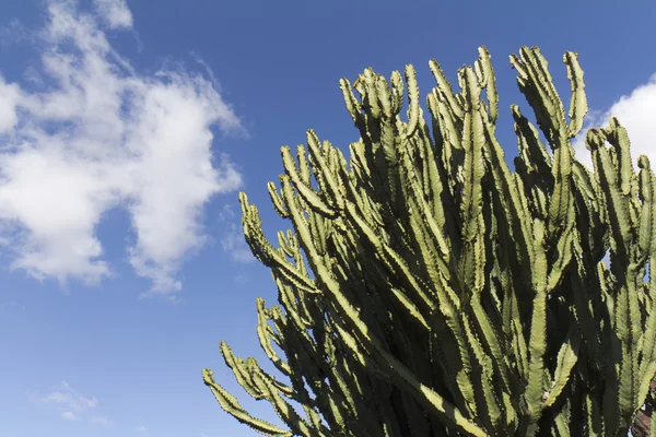 Olbrzymi kaktus — Zdjęcie stockowe