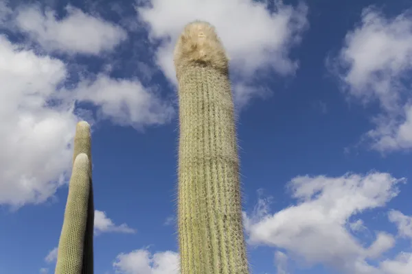 Dlouhé kaktusy — Stock fotografie