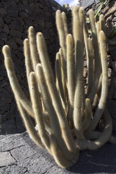 El primer plano del cactus con las espinas y los pelos — Foto de Stock