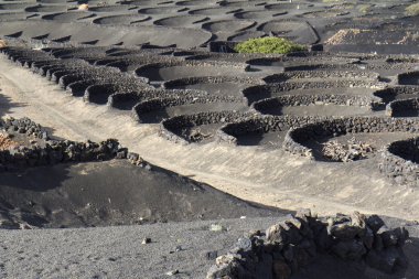 volkanik lapilli, lanzarote büyüyen bitkiler.