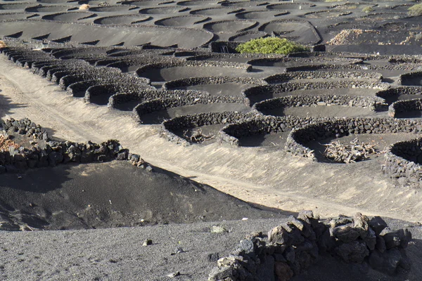 Plants are growing in volcanic lapilli , Lanzarote. — Stock Photo, Image