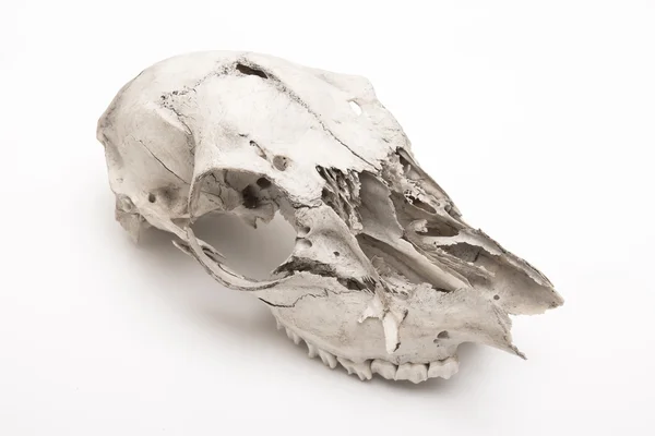 stock image Animal skull on white