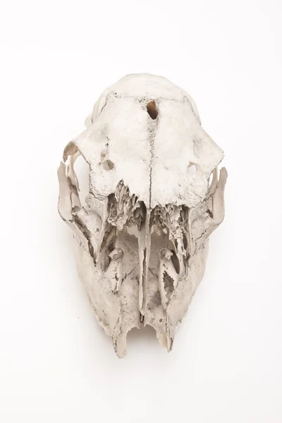 Crâne d'animal sur blanc — Photo