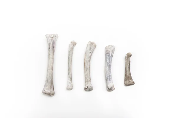 Grupo de ossos de animais — Fotografia de Stock