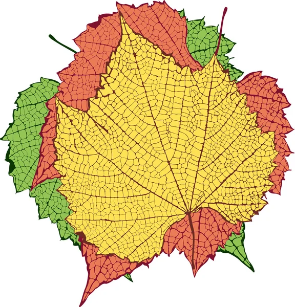 Desen vectorial de frunze cu venerație detaliată — Vector de stoc