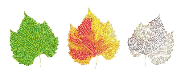 Cycle de vie des feuilles — Image vectorielle