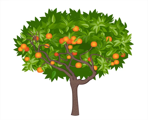 Mandarin tree — Stock Vector