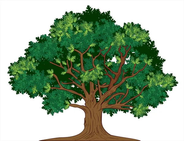 ベクトルのオークの木 — ストックベクタ