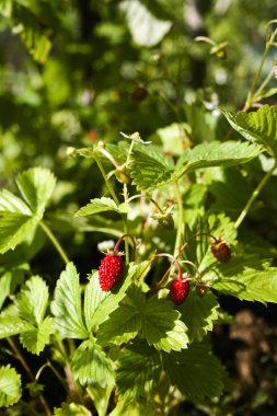 Wild strawberry close-up. clipart