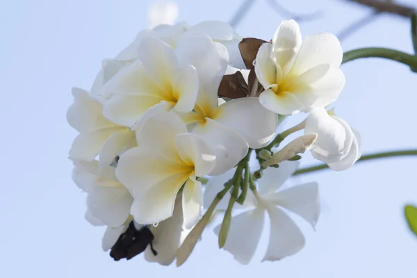 Plumeria tropical flowers — Stock Photo, Image
