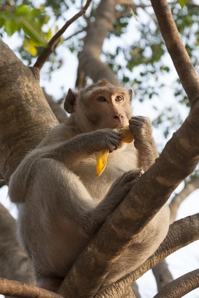 stock image Monkey in nature