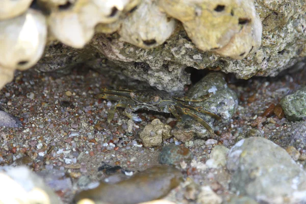 stock image Small crab on the beach