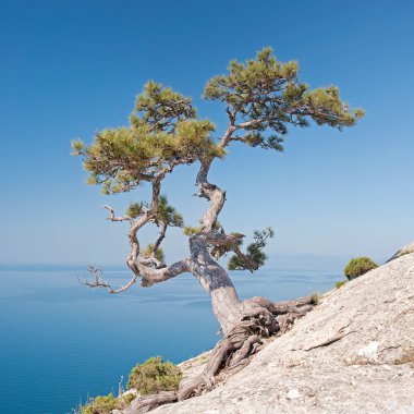 Lonely pine on the rock clipart
