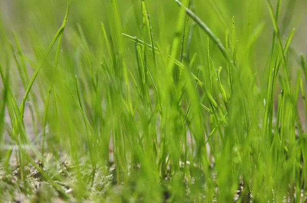 Молодий зеленій траві — стокове фото