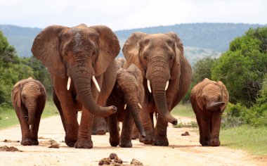 Herd of Elephant clipart